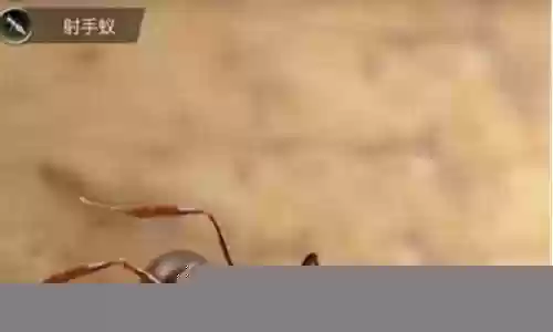 锯齿猛蚁搭配阵容插图