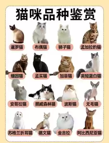 鉴赏猫阵容插图