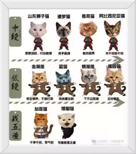 怪兽阵容猫猫插图