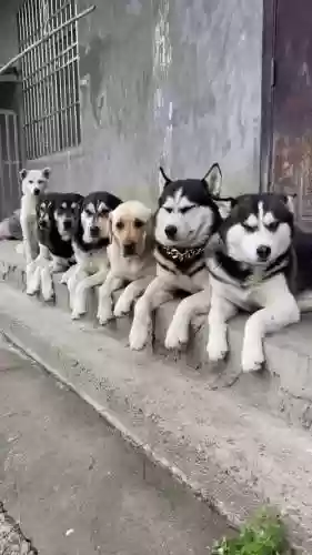 狗拉阵容插图1
