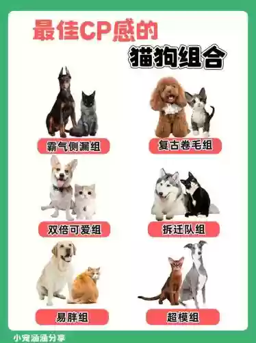 猫狗阵容搭配_1插图