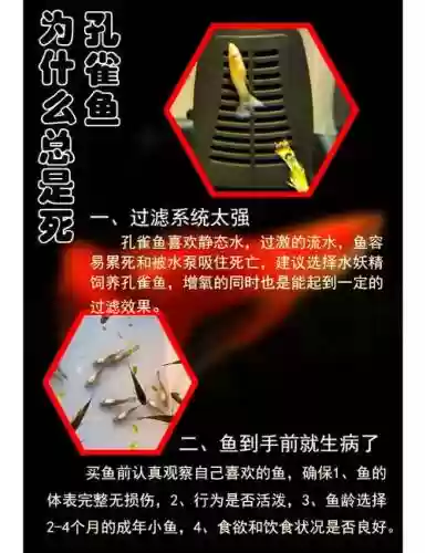 死鱼攻略插图