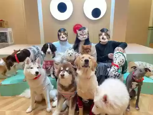 娱乐狗阵容插图1