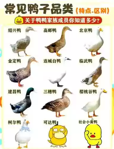 冠军鸭的攻略_1插图