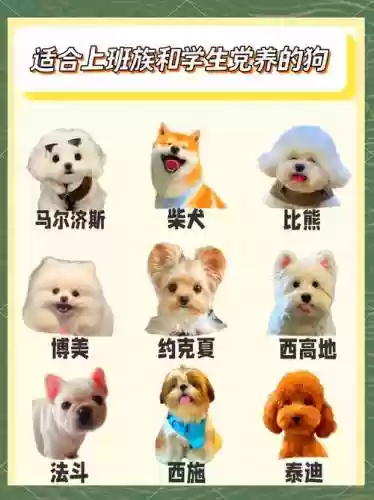 迷你小狗阵容插图
