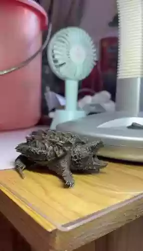 鳄龟阵容_1插图1