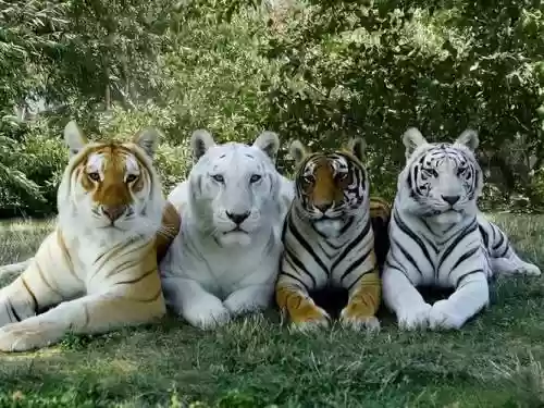 老虎阵容支柱插图