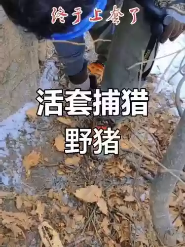 野猪装备2017版插图1