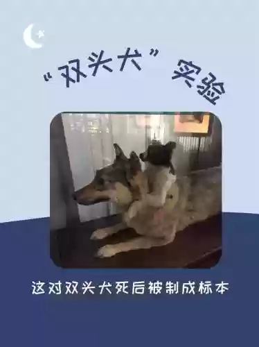 双头犬宝宝技能_1插图