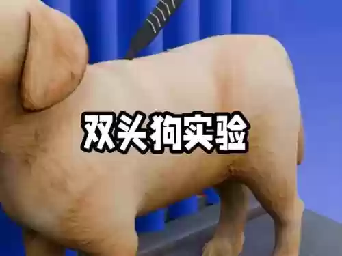 双头犬宝宝技能_1