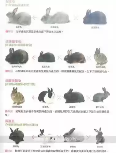 兔子进化攻略插图