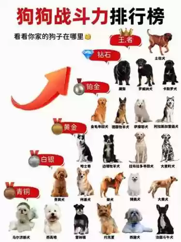 猎犬阵容搭配插图