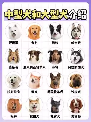 猎犬阵容搭配插图1