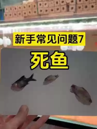 死鱼攻略_1插图1