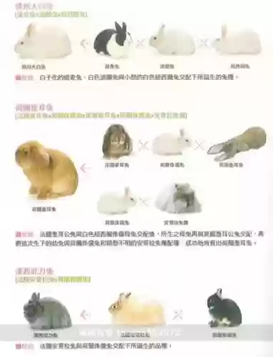 兔子进化攻略插图1