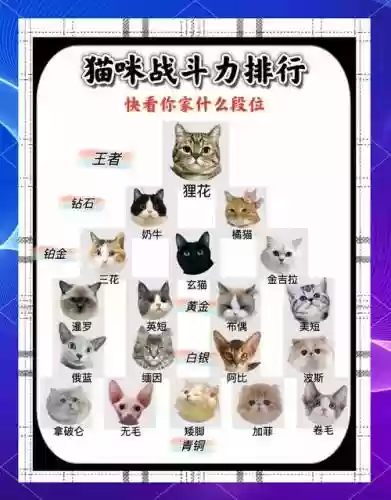 副猫阵容搭配，主猫阵容搭配插图