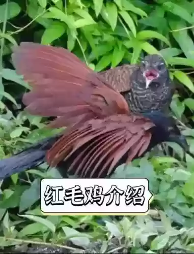 赤毛鸡仔有觉醒技能吗，赤鸡是什么动物