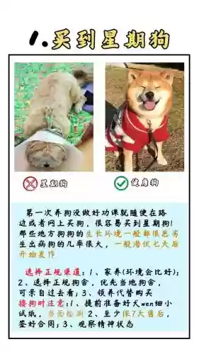 7狗攻略，时光狗攻略插图1